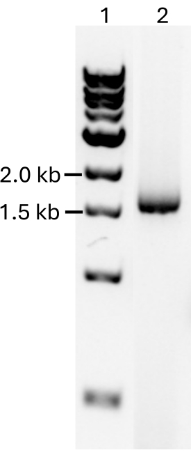 figure-results-301