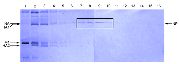 figure-protocol-5745