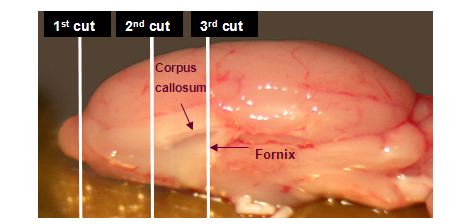 figure-protocol-376