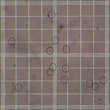 figure-protocol-2289